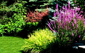 Integrated Plant Health